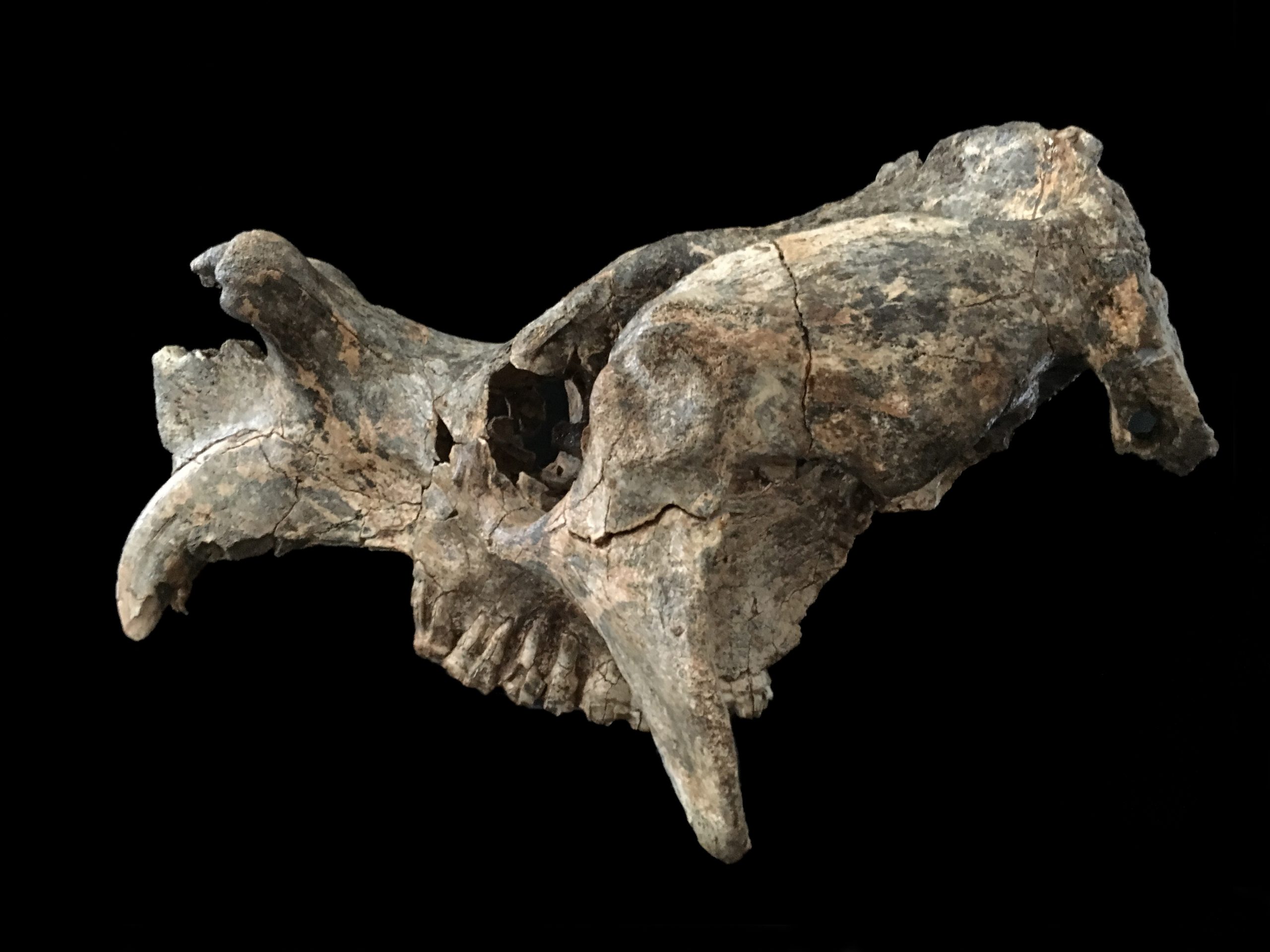 fossil of an animal skull with thee horns