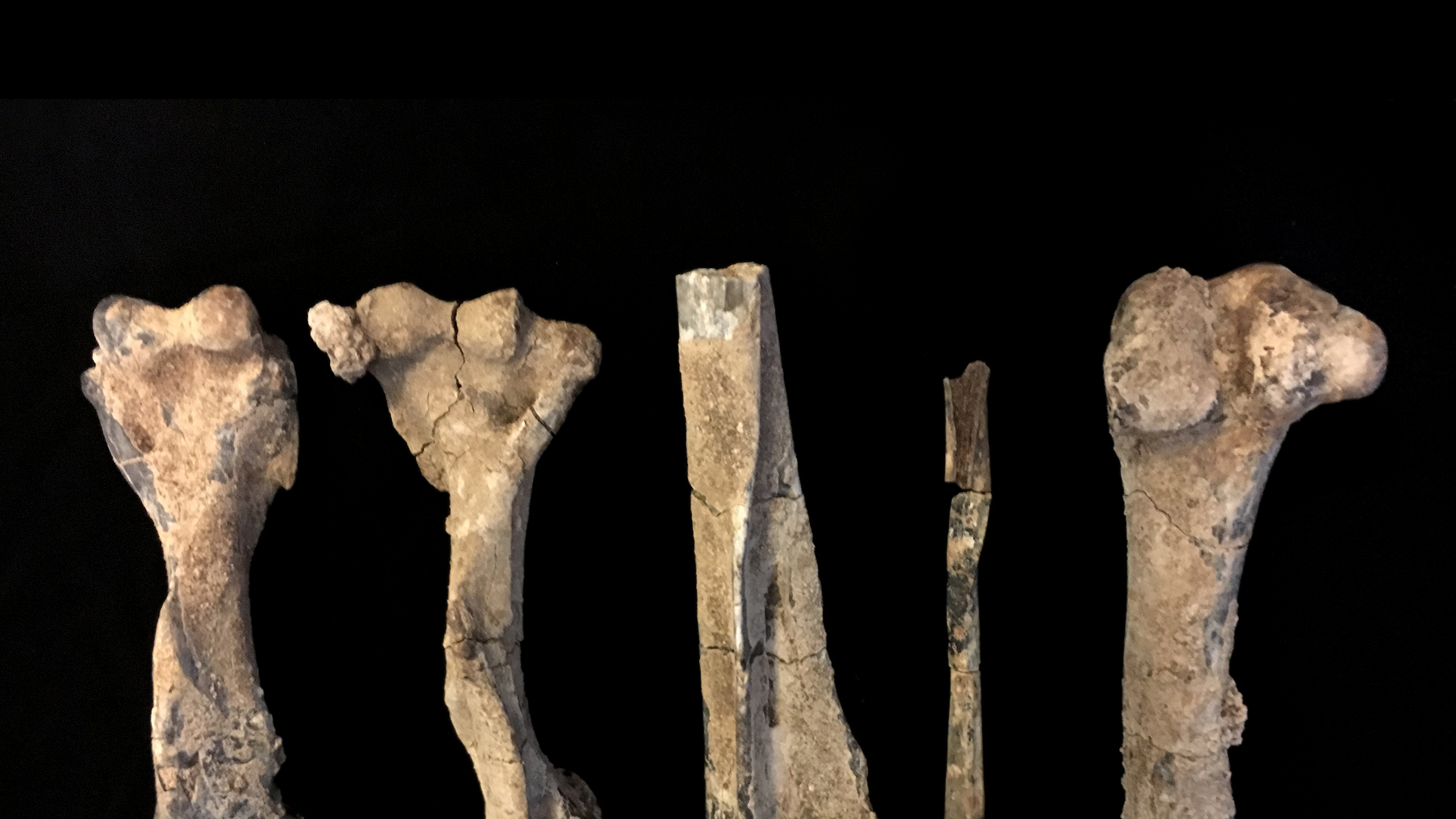 Top half of five fossilised bones on a black background